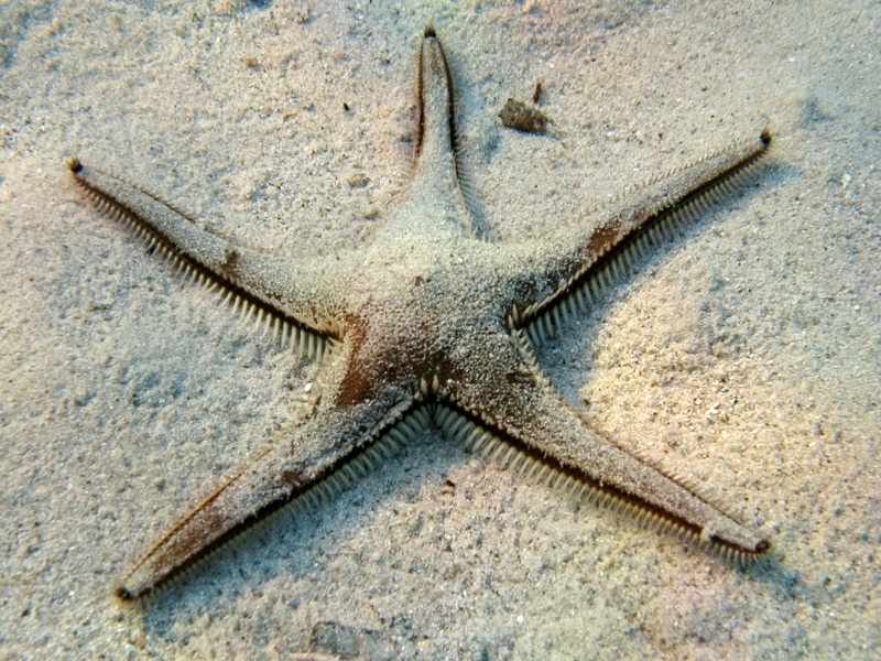 Astropecten bispinosus (Otto, 1823)